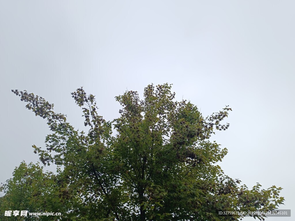树梢之上的天空景象