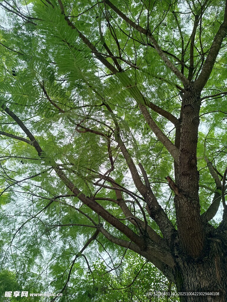 繁茂大树的枝干与绿叶