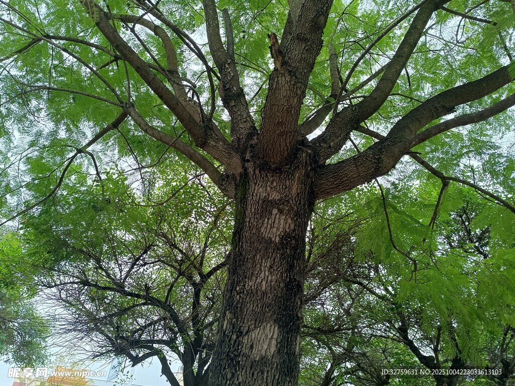 古老大树展现蓬勃生机