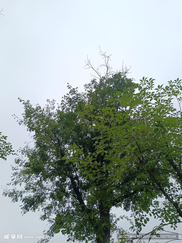 绿叶繁茂的高大树木