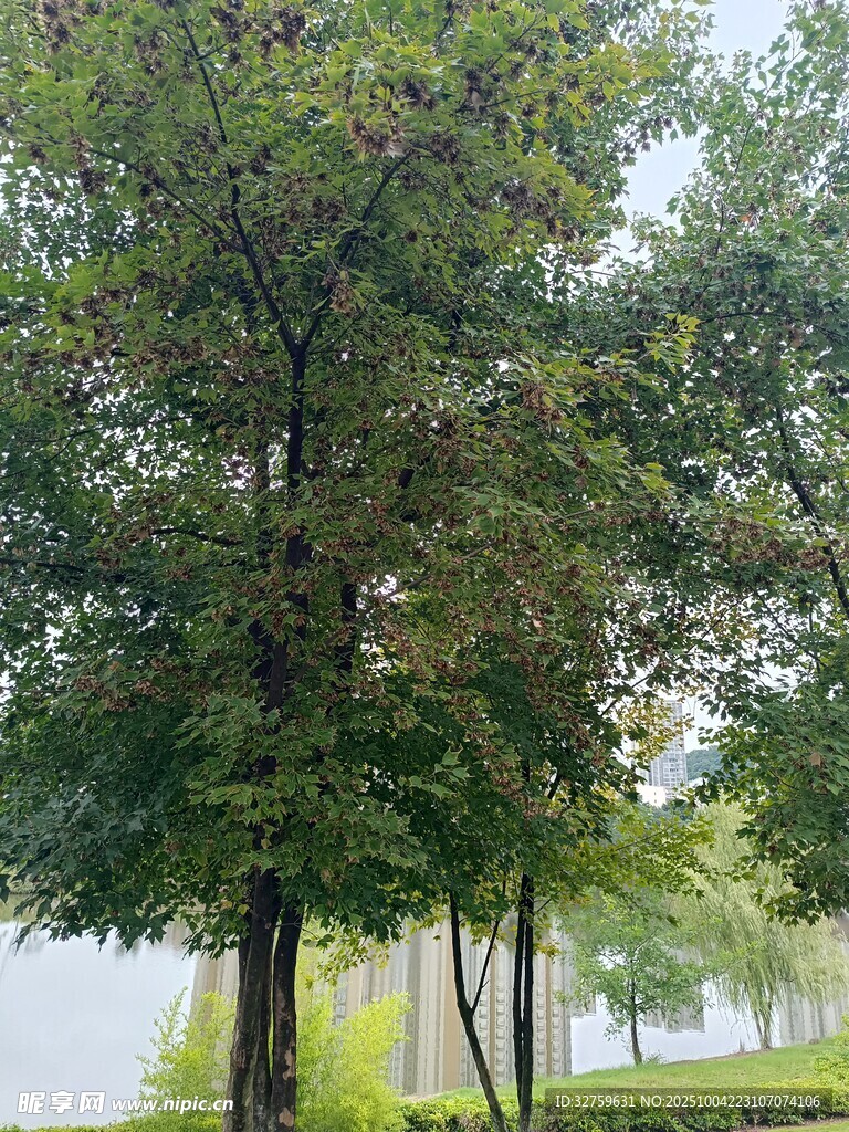 路边绿树成荫的景致