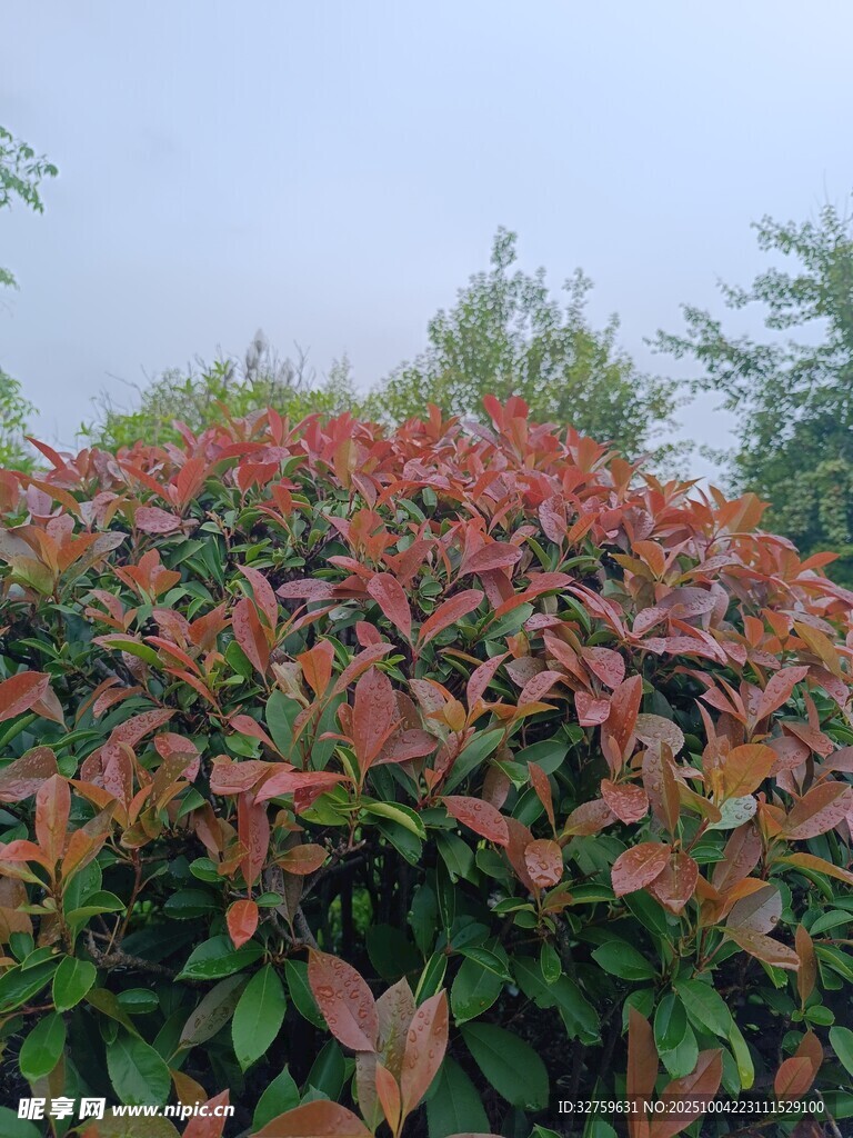 红叶灌木近景