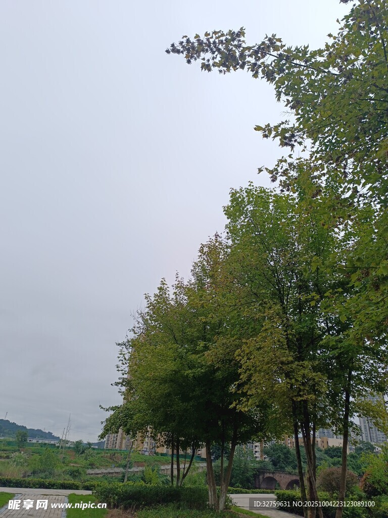 户外绿树成荫的宁静景致