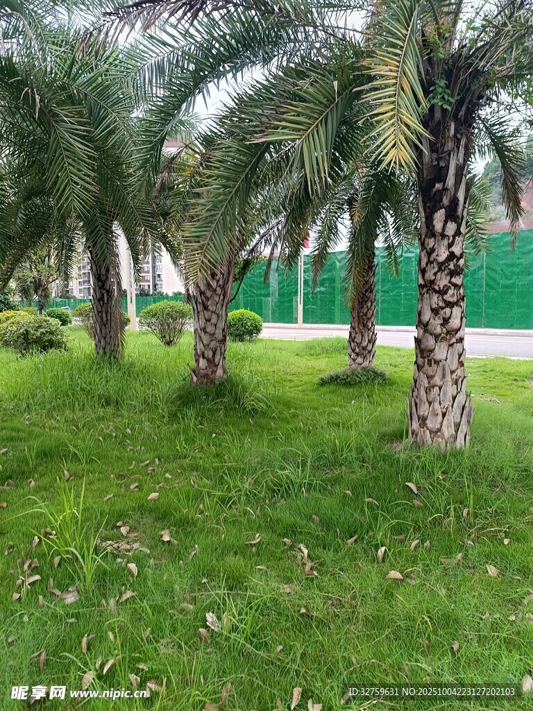 草坪上的棕榈树景观