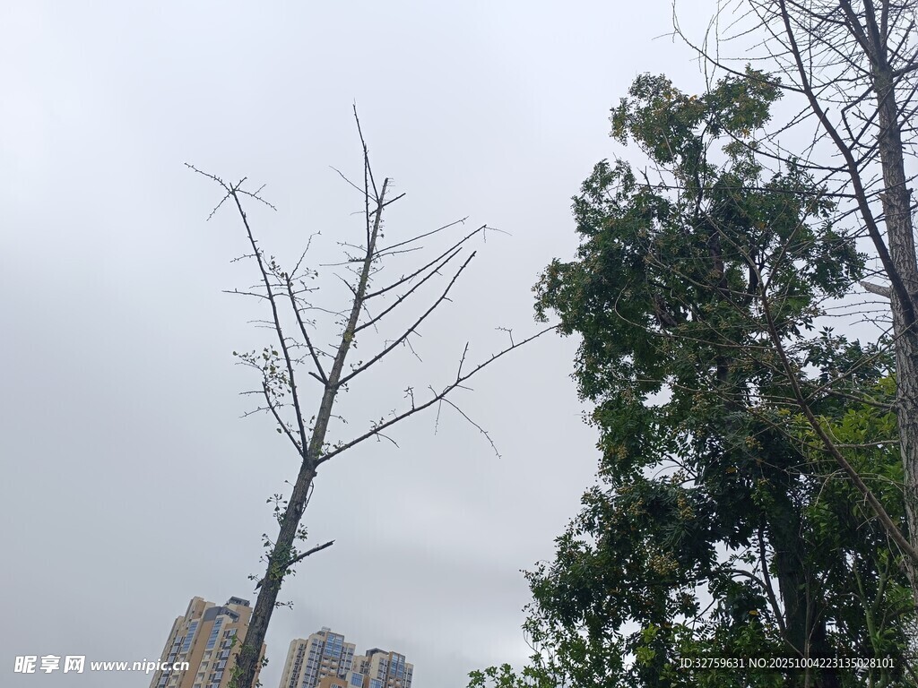 枯树与绿树对比景象