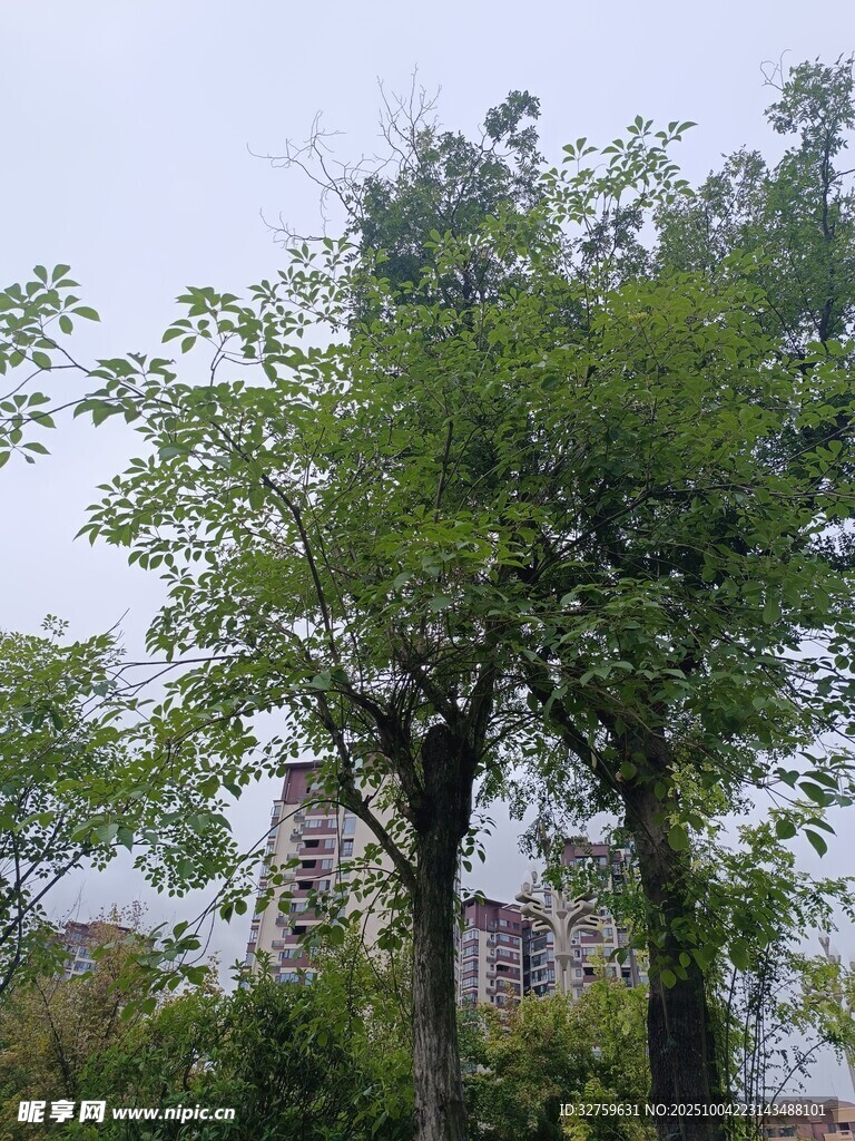 绿树掩映中的建筑