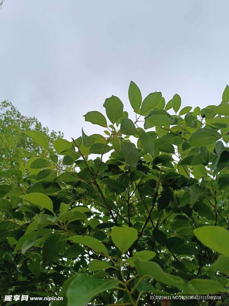 绿意盎然的繁茂植物