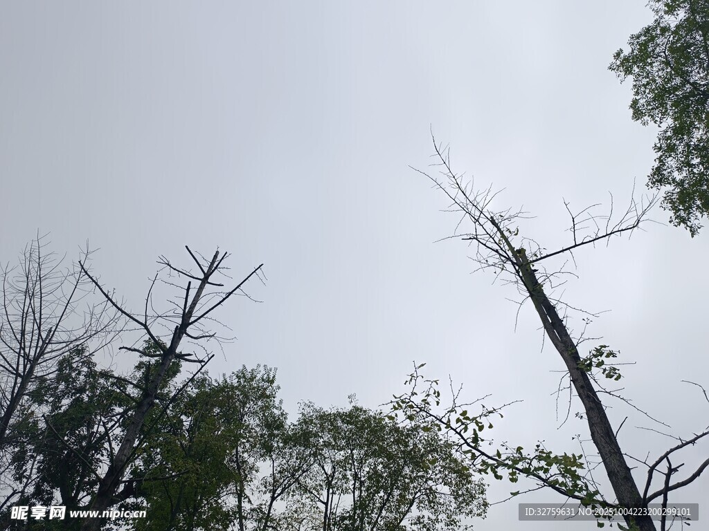 枯树与绿树交织的景象