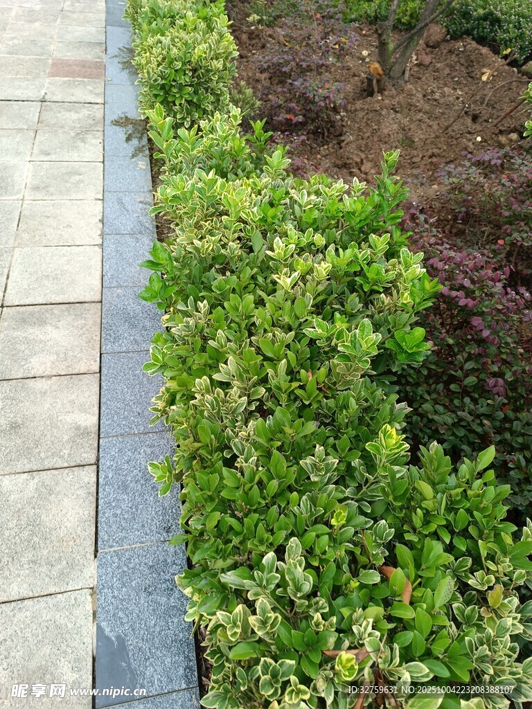 路边绿植景观