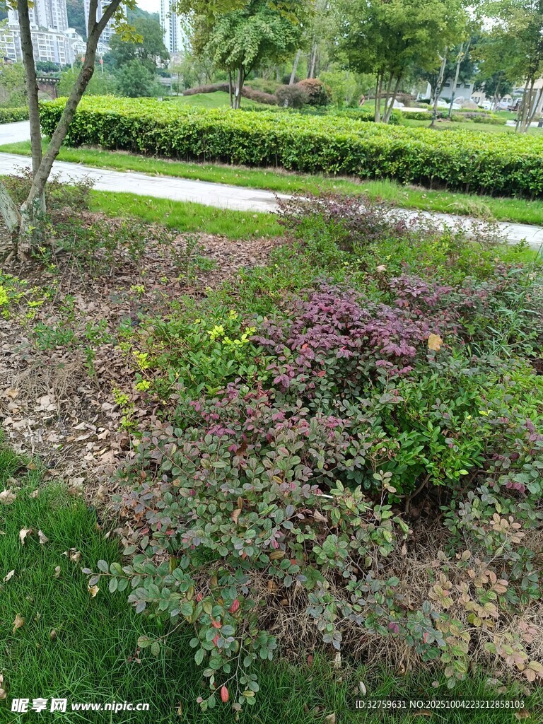 花园绿植景观
