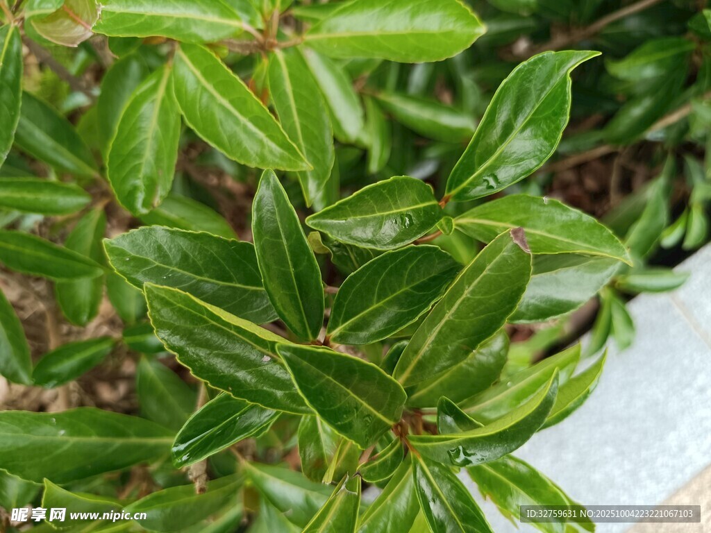 翠绿叶片的植物特写