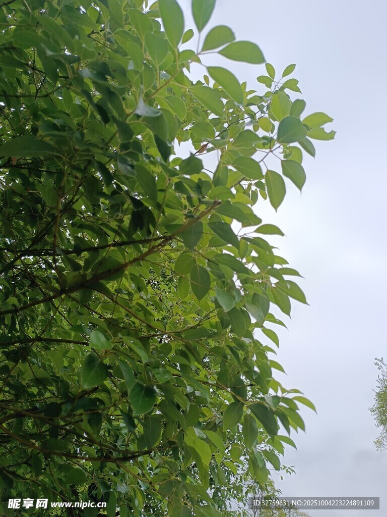 绿叶繁茂的树梢景色