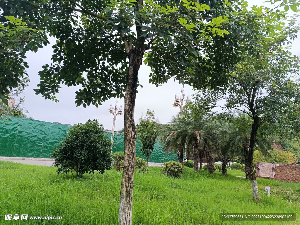 绿意盎然的户外自然景致