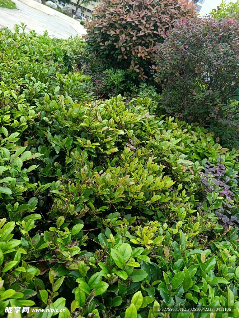 繁茂绿植景观