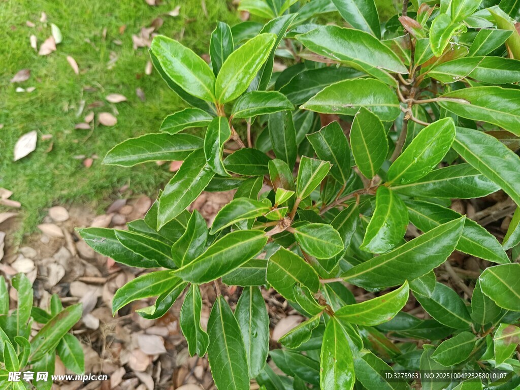 绿叶繁茂的植物特写
