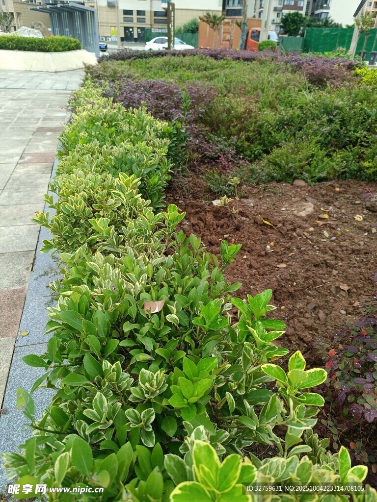 路边绿植景观