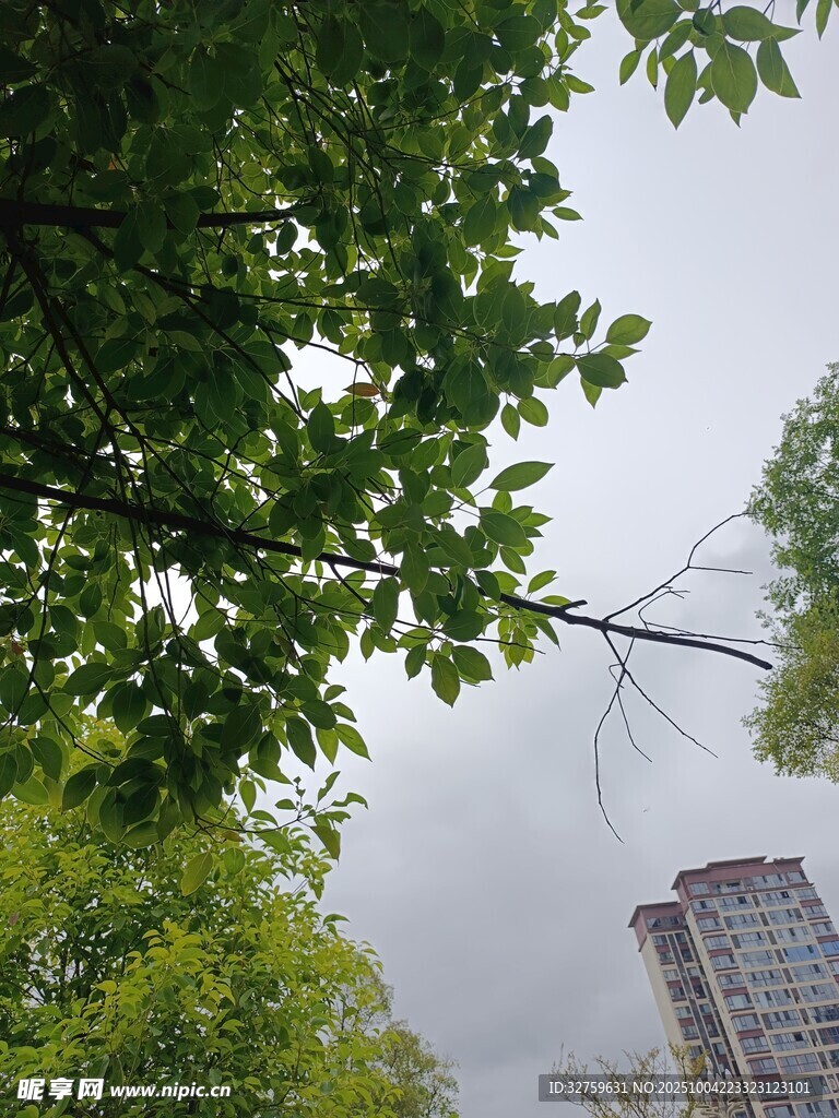 绿叶掩映下的城市高楼