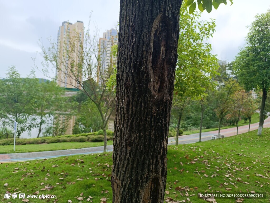 秋日公园中的树干与景致
