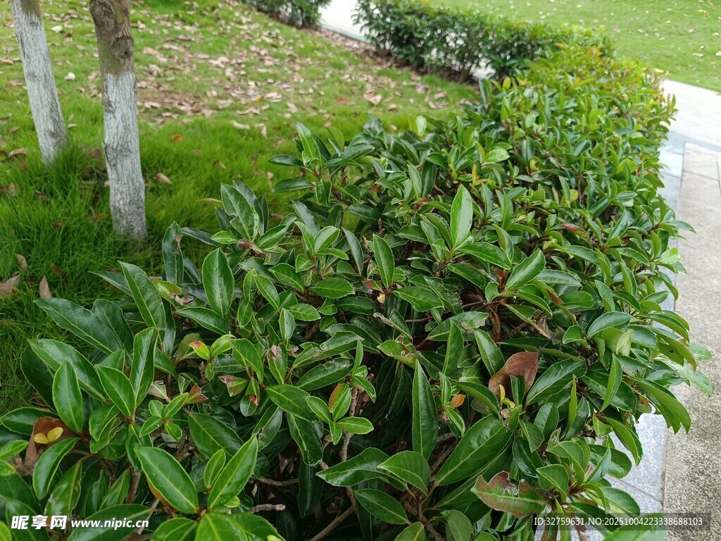 绿叶灌木植物景观