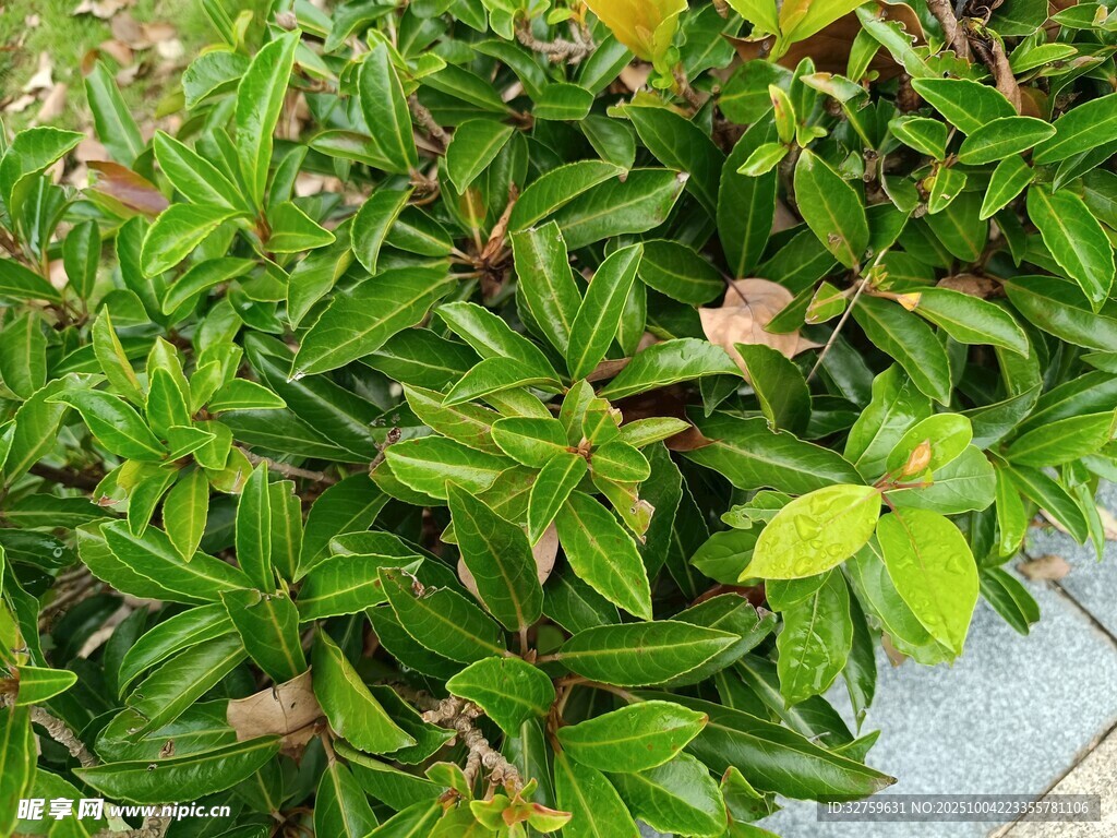 翠绿繁茂的丛生植物