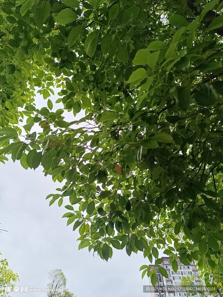 仰视繁茂绿叶与天空