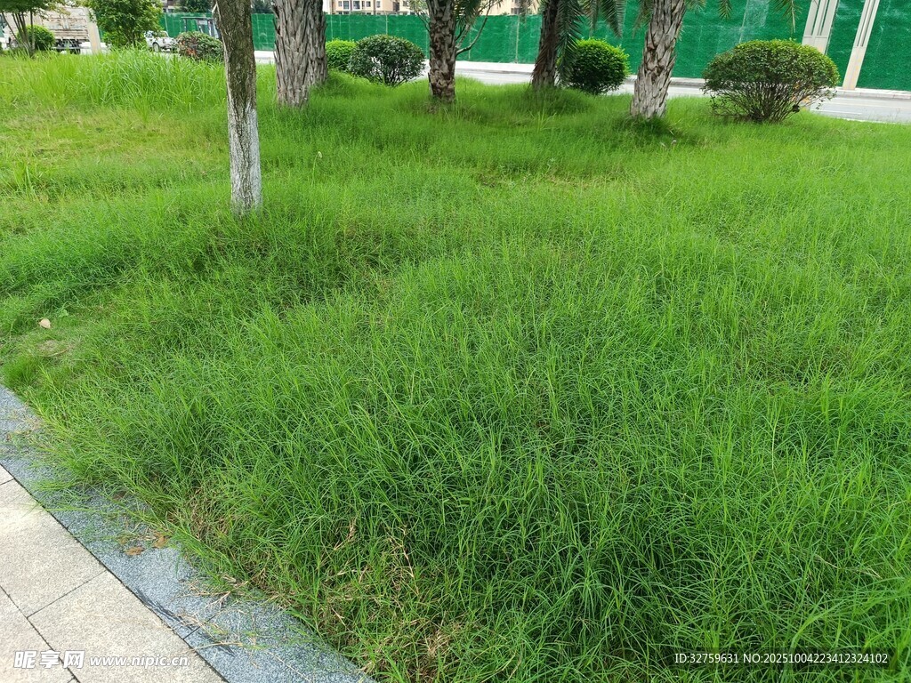户外翠绿草坪景观