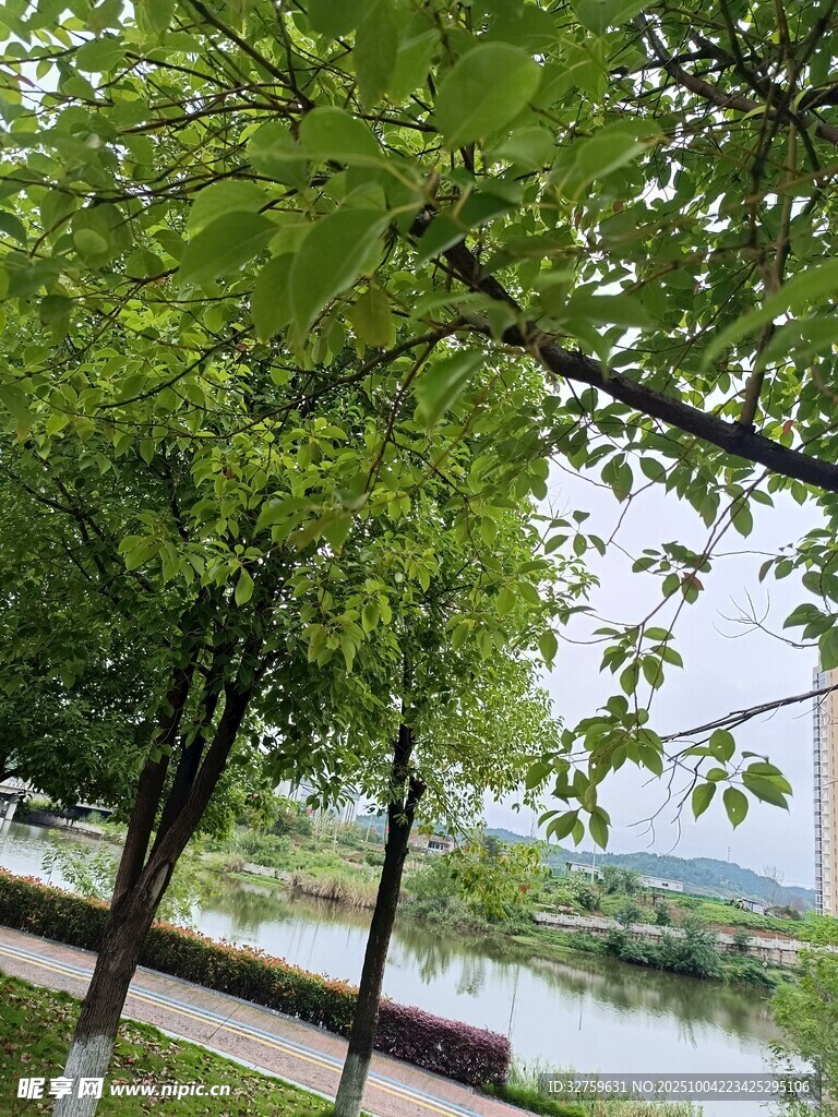 绿树成荫的河畔风景
