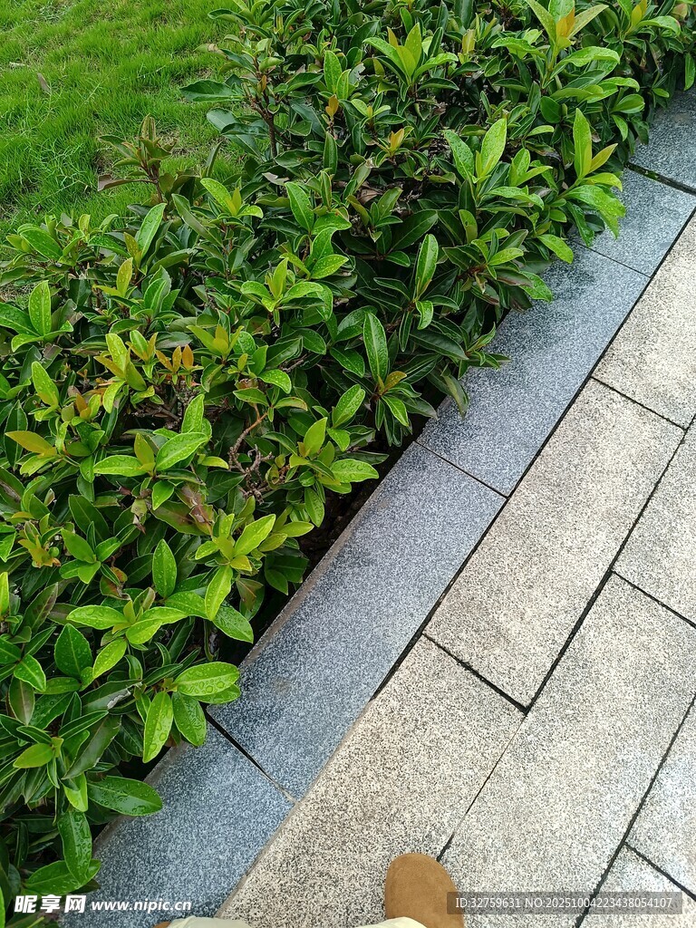 路边翠绿灌木与石板路