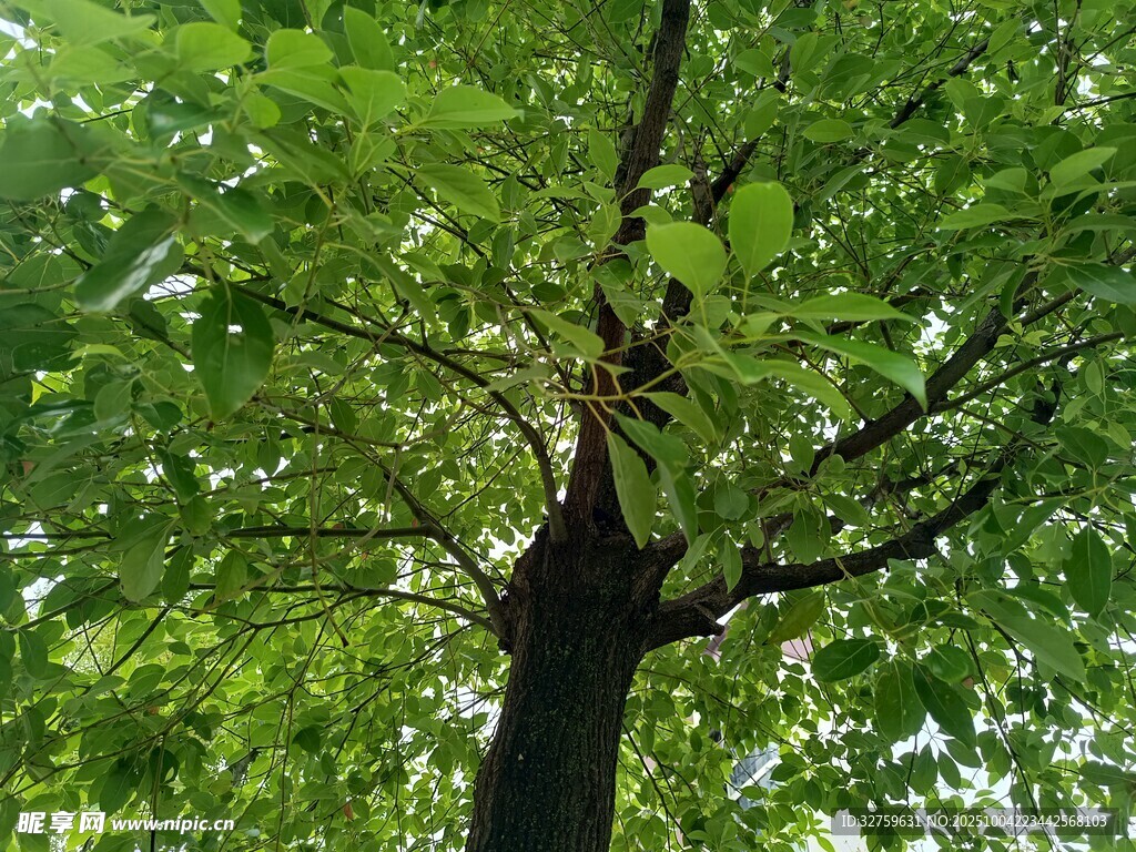 茂盛绿树特写