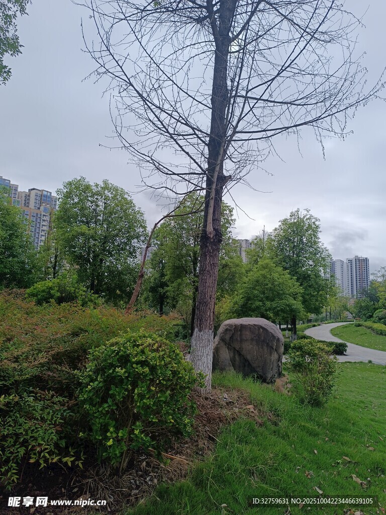 公园中枯树与绿植景观