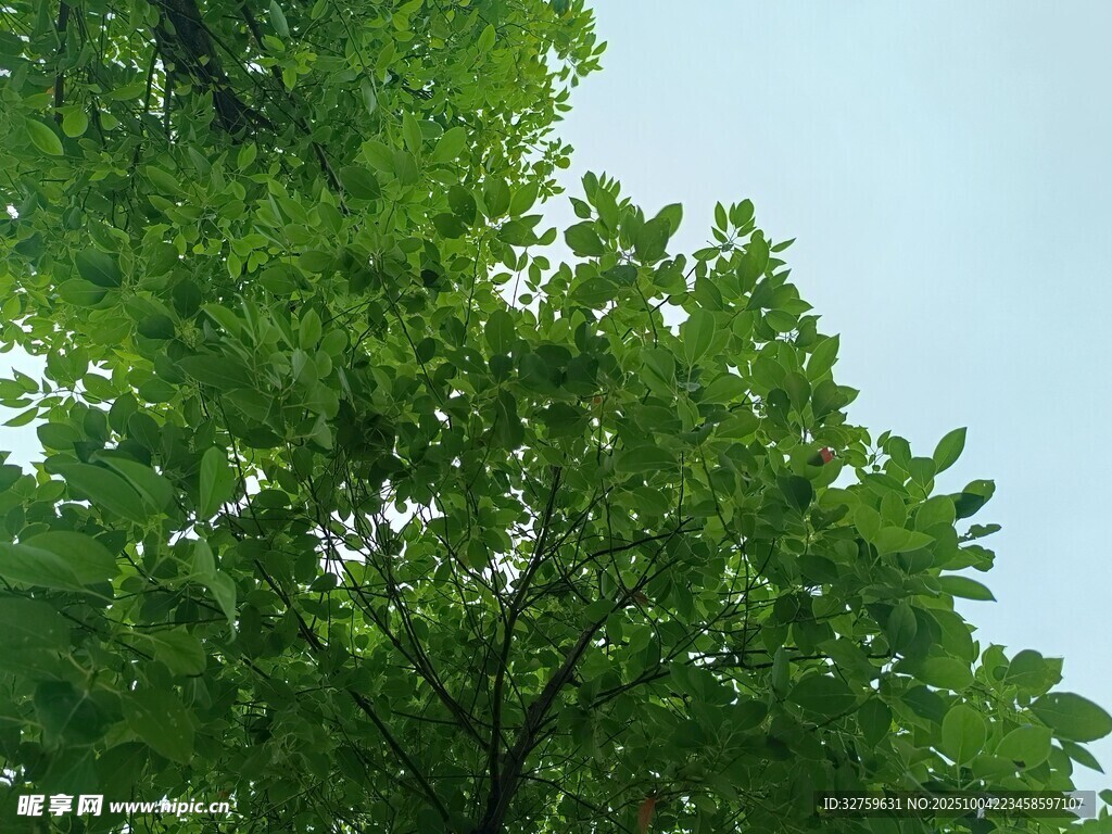 仰视翠绿繁茂的树梢