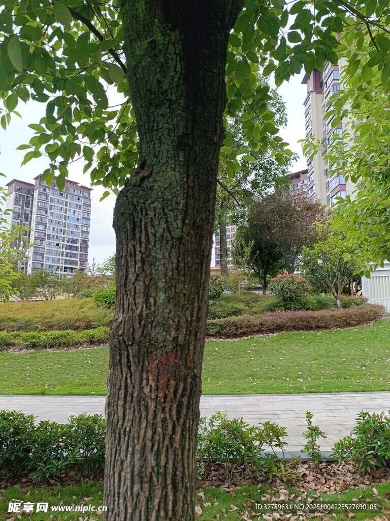 城市中葱郁树木与绿地景观