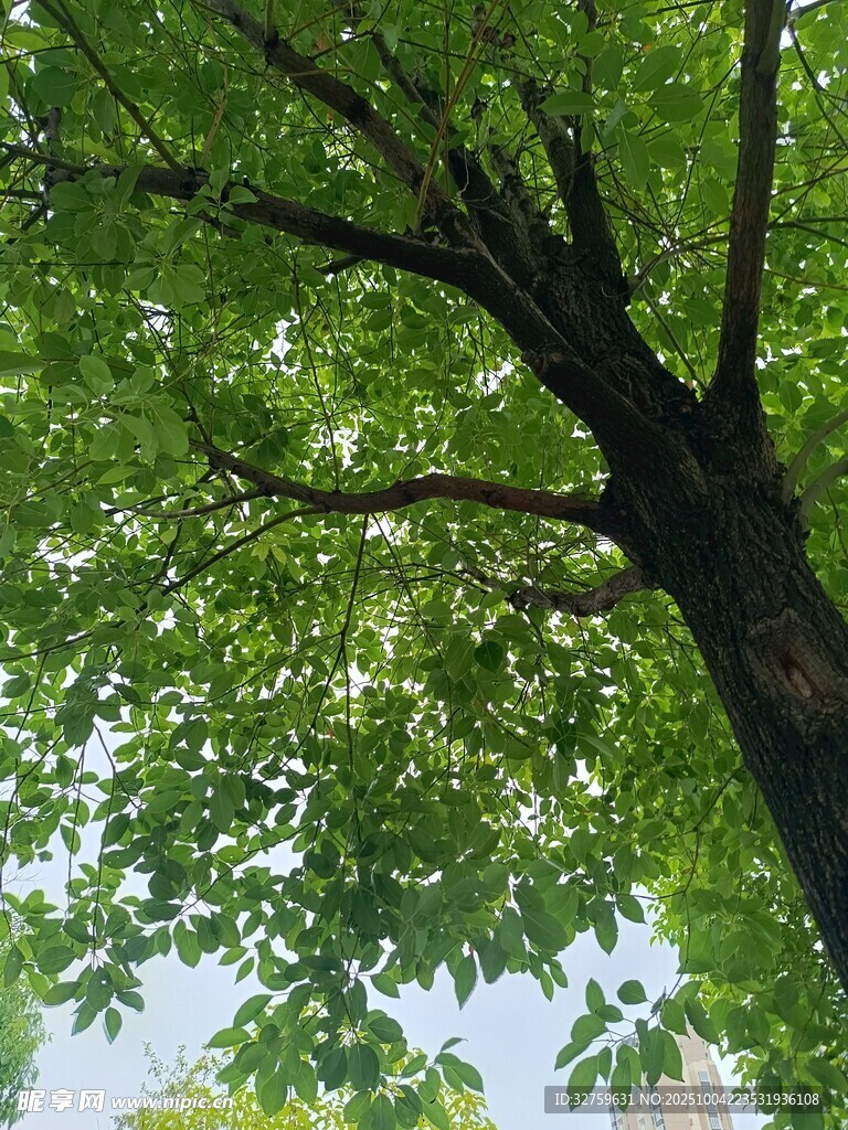 仰视繁茂绿树景象