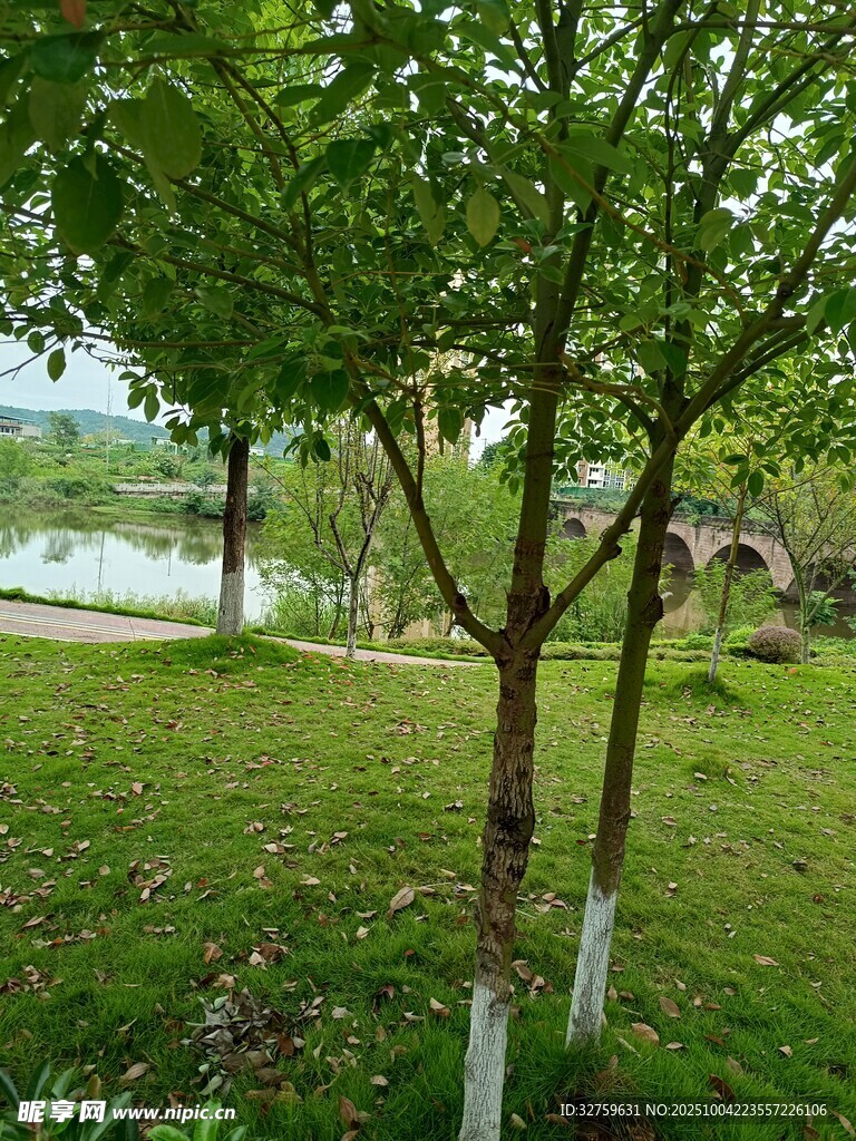 湖畔绿树成荫的静谧景致