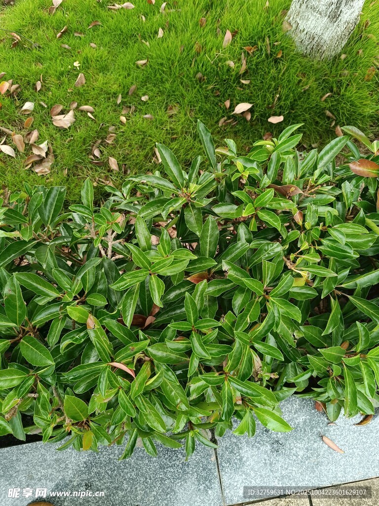 绿叶繁茂的低矮植物景观
