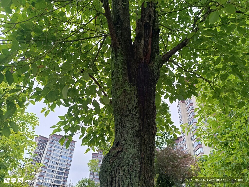 城市中枝繁叶茂的大树