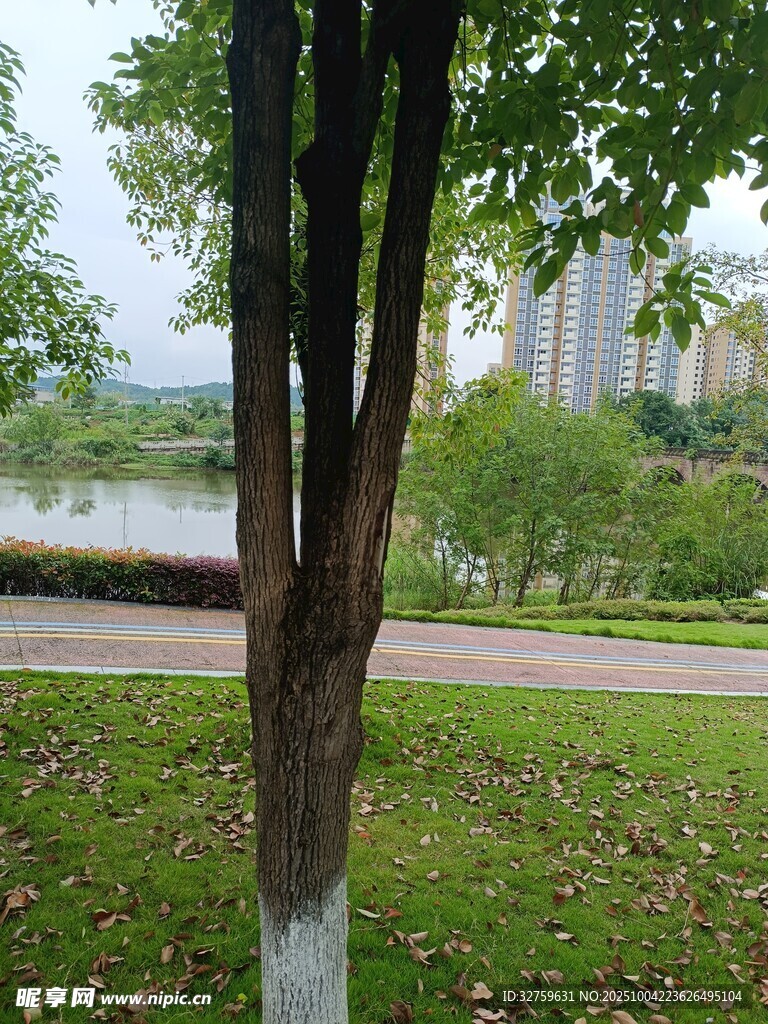 公园中树木与远处建筑景观