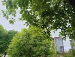 绿树掩映中的城市景象
