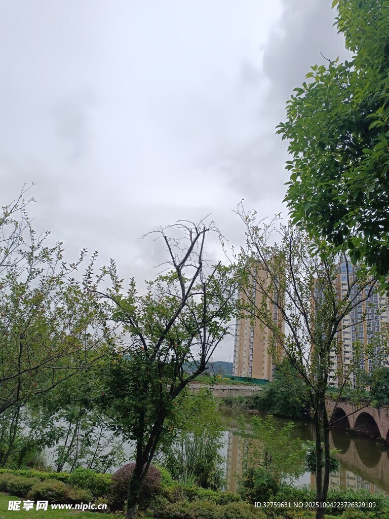 湖畔绿树景观