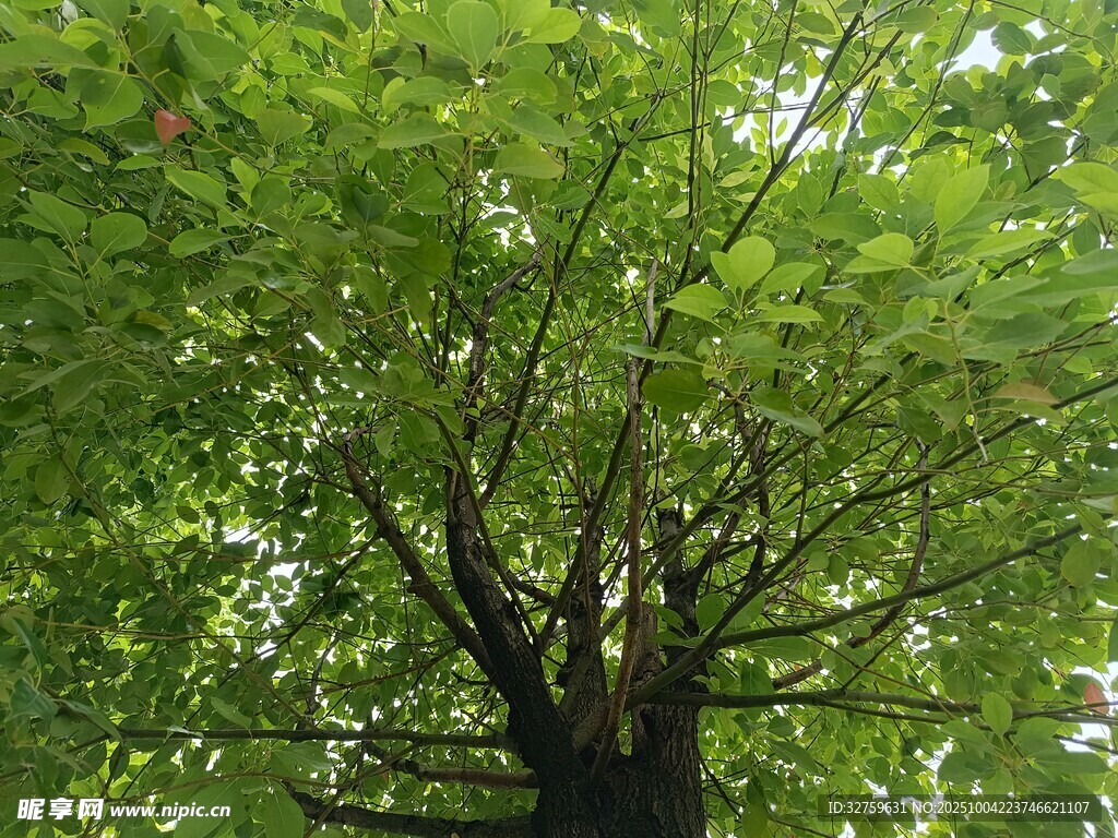 繁茂绿树仰视景象