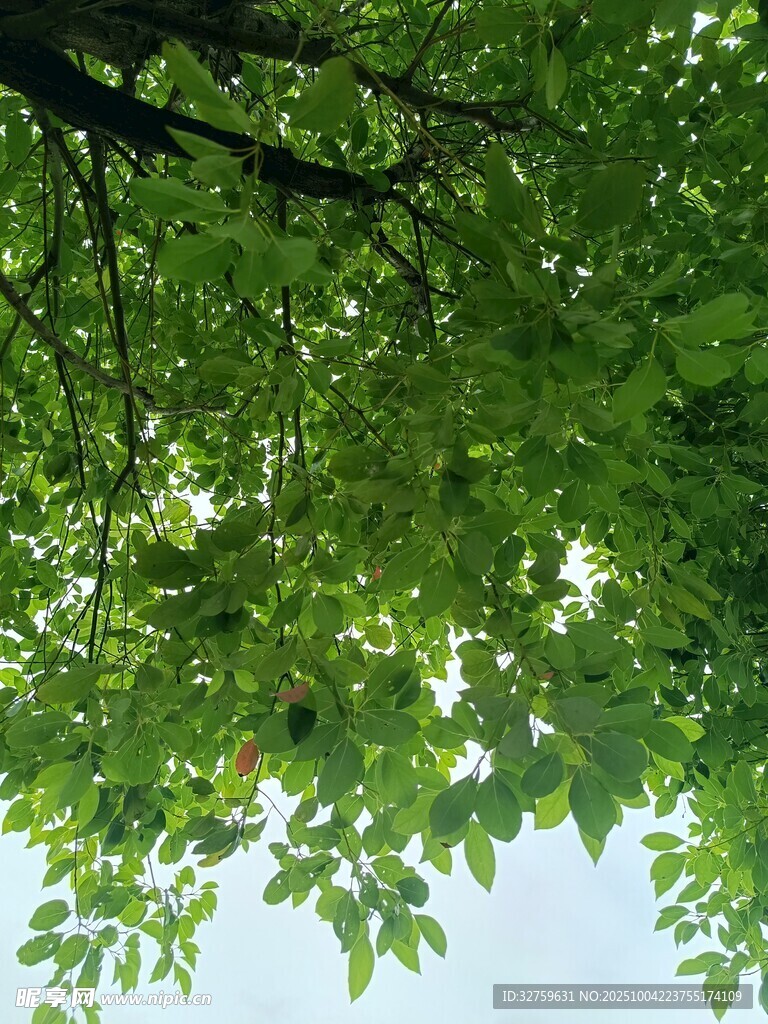 仰视翠绿繁茂的树冠