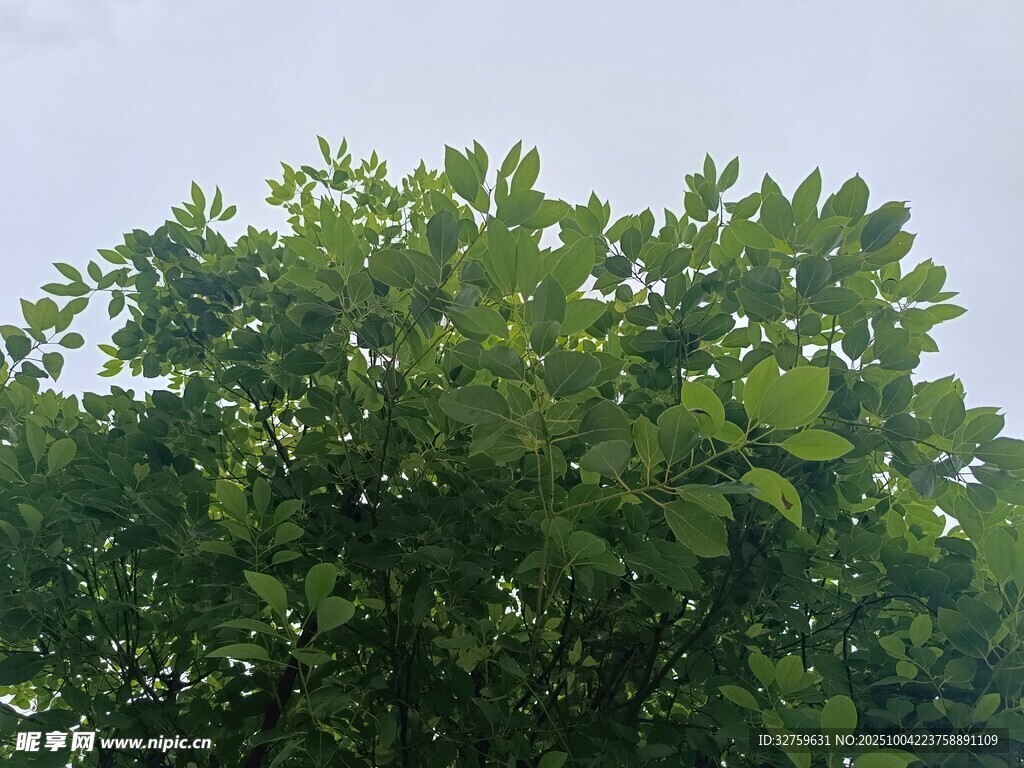 茂密绿叶的繁茂树木