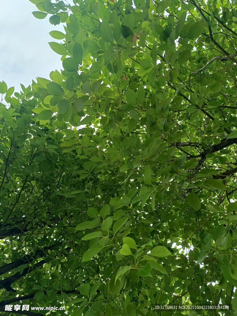 仰视葱郁树冠