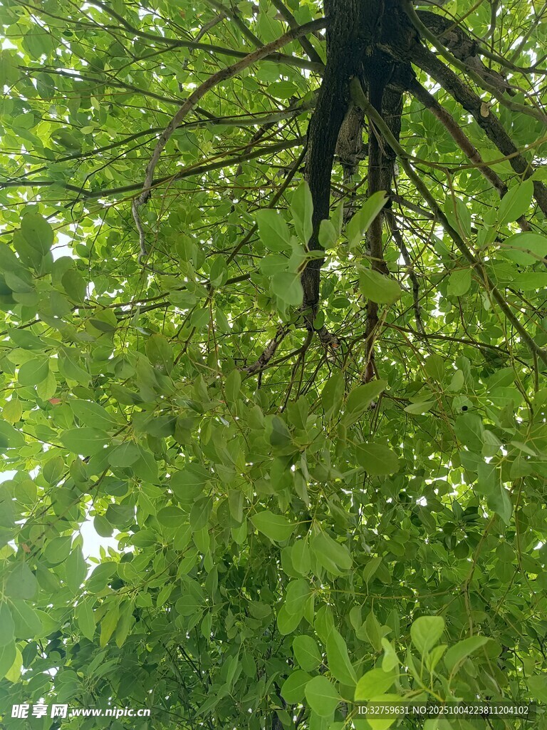 仰视繁茂绿树的清新景象