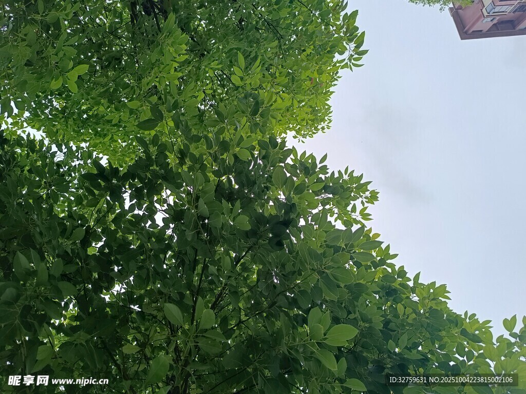 仰视繁茂绿树与天空