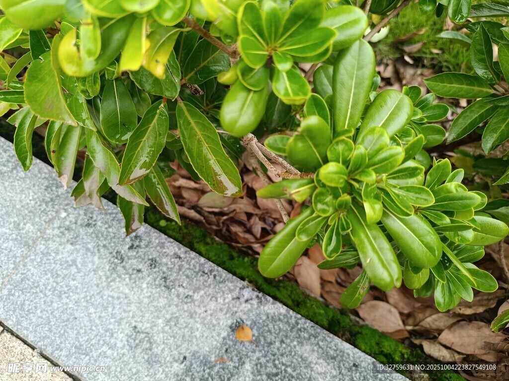 路边翠绿植物景观