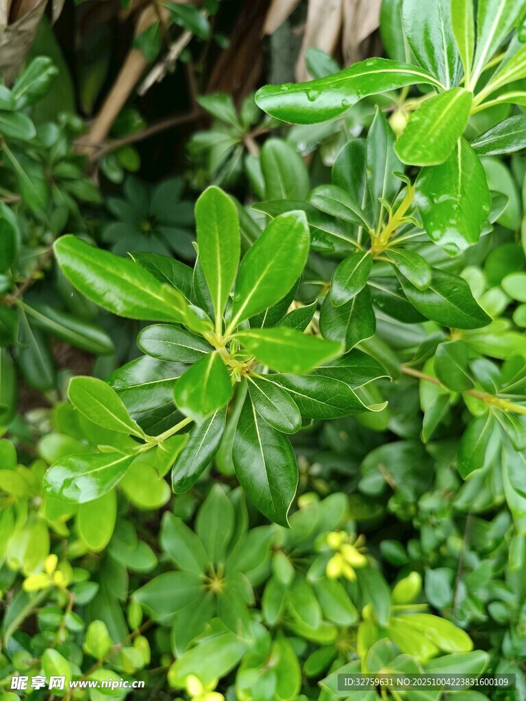 翠绿繁茂的丛生植物