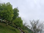 绿意盎然的户外风景