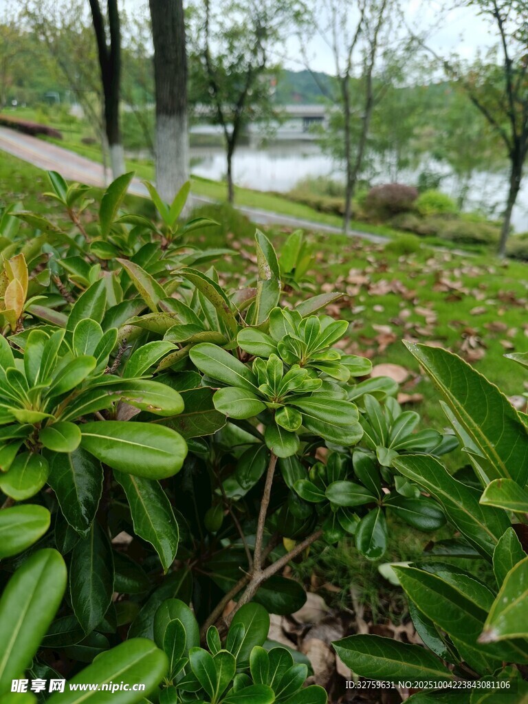 湖畔绿植景观