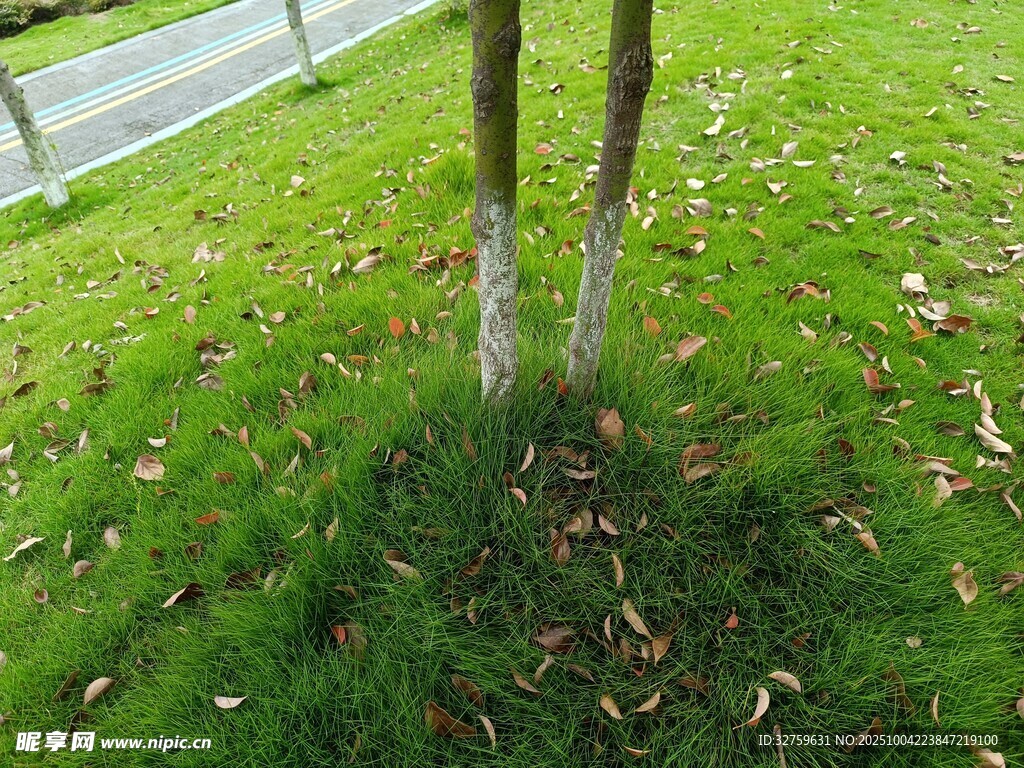 草地中两棵树干下部涂白的树